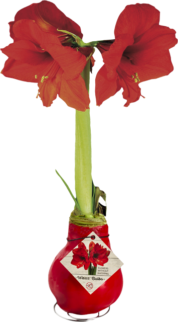 Amaryllis
