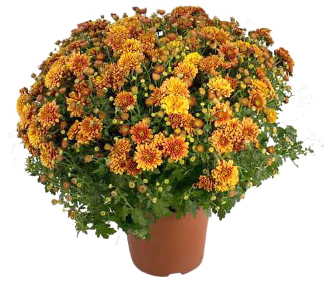 Chrysanthemen Busch