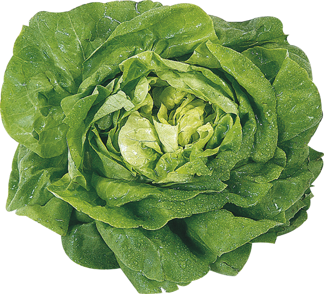 Ab Donnerstag: Unsere Heimat – echt & gut Kopfsalat
