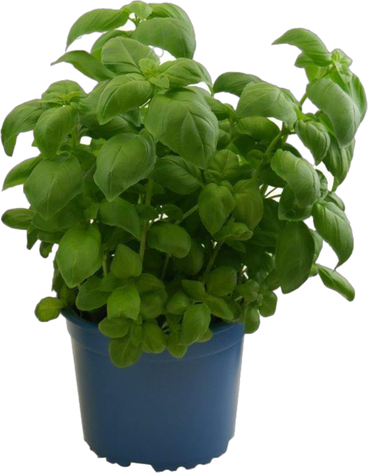 EDEKA Bio Topfkräuter