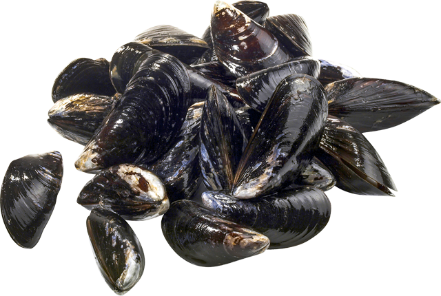 Ab Donnerstag: Frische Miesmuscheln