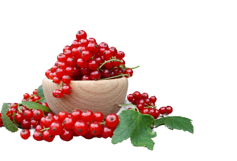 Johannisbeeren