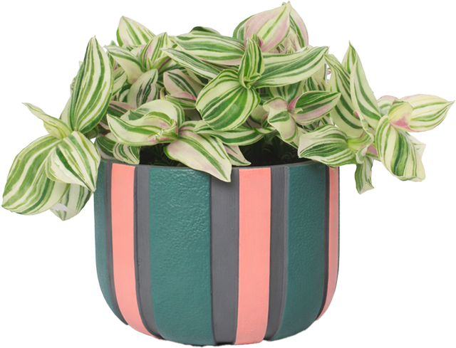 Grünpflanze in Keramik