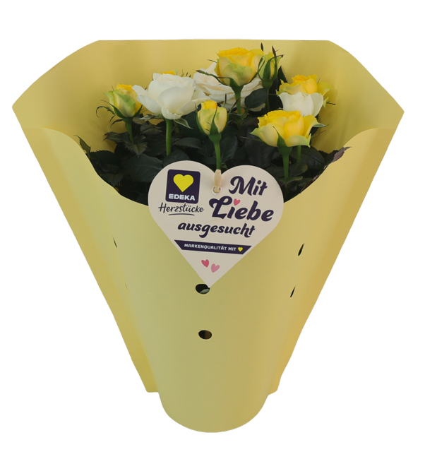 Nur in Märkten mit Blumenabteilung: EDEKA Herstücke Rosen Dolce Amore 