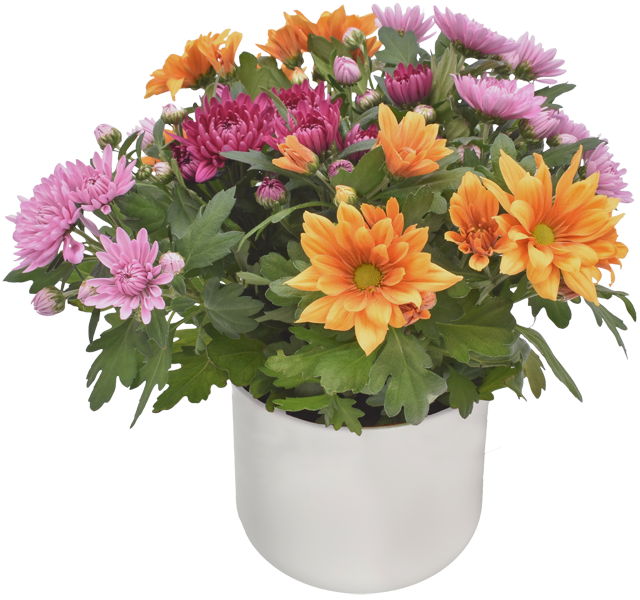 ¹Chrysanthemen Aubisque 