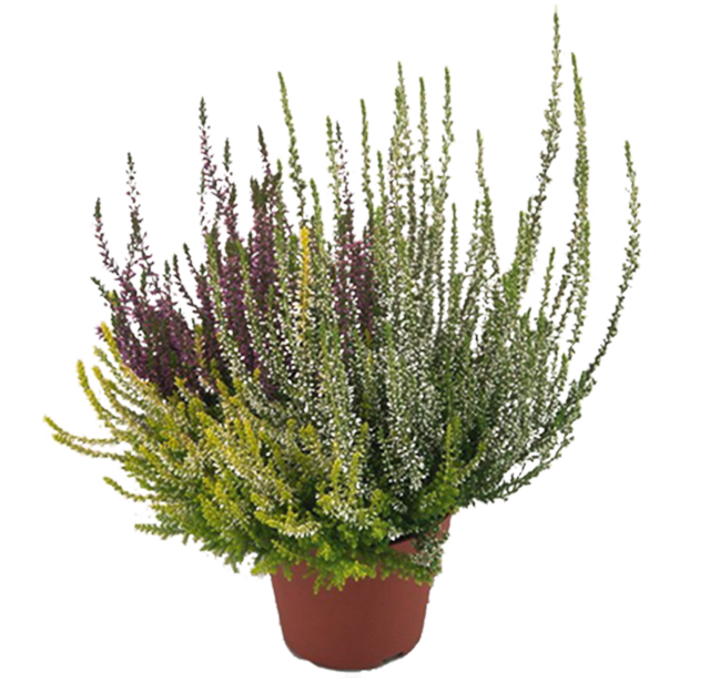 ¹Besenheide dreifarbig