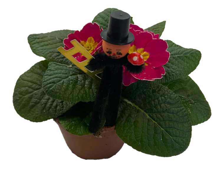 Glücksprimel oder Glücksklee