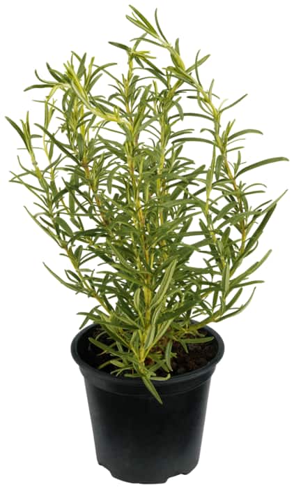 Rosmarin aus Italien oder Basilikum XL