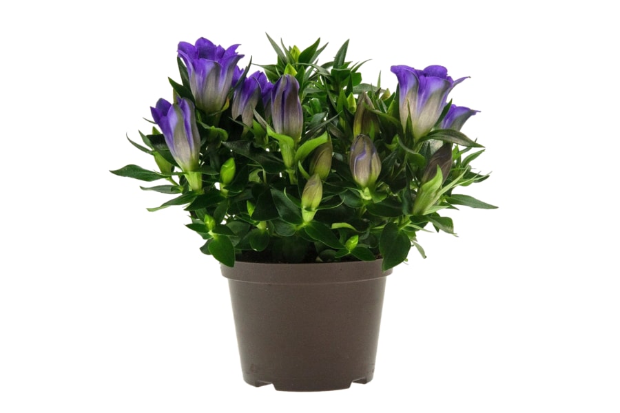 Edelweiß in Edelsorte mit großen Blüten oder Enzian Mix