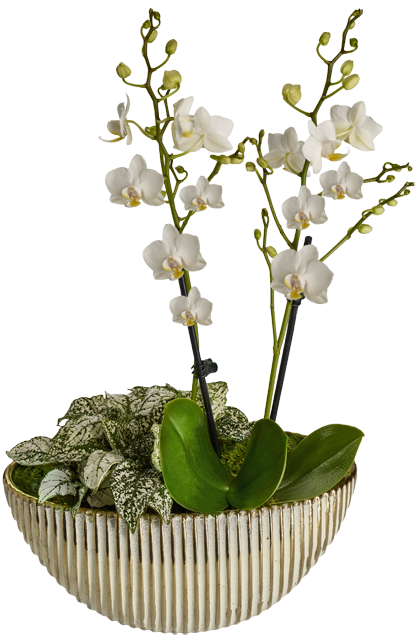 ¹Edles Dekogefäß aus Keramik mit Mini-Orchidee 