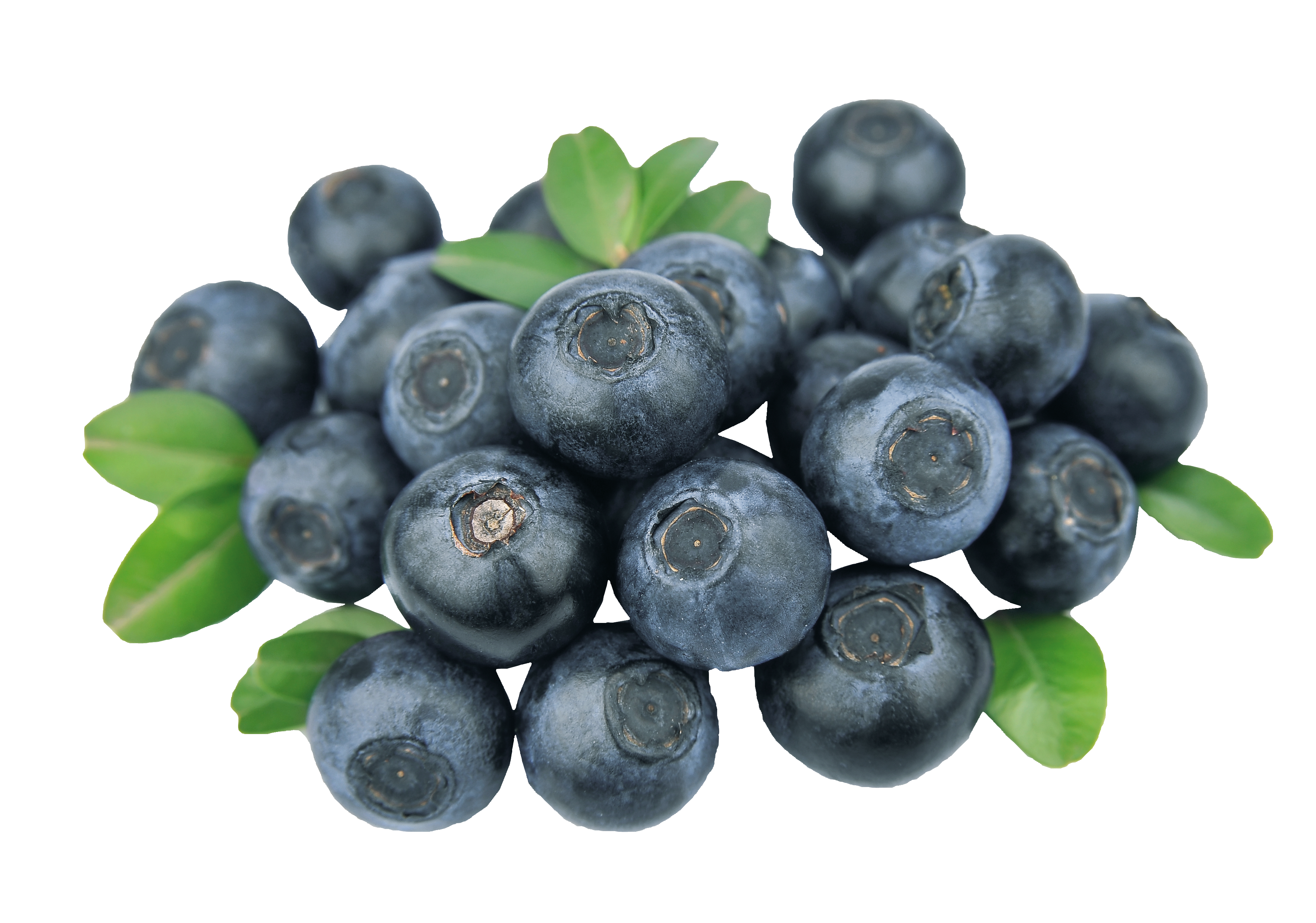 Driscoll's Heidelbeeren