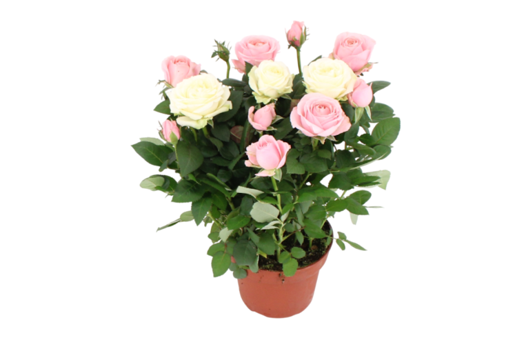 EDEKA Herzstücke Rosen Dolce Amore, zweifarbig, oder Gemischter Strauß