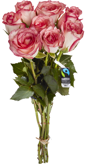 Ab Donnerstag in Märkten mit Blumenabteilung: Fairtrade Rosenstrauß Bicolor 