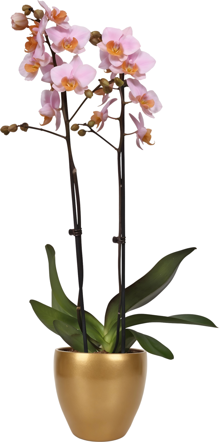 Orchideen in Keramik