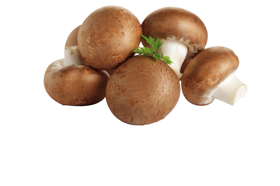 Bio-Champignons