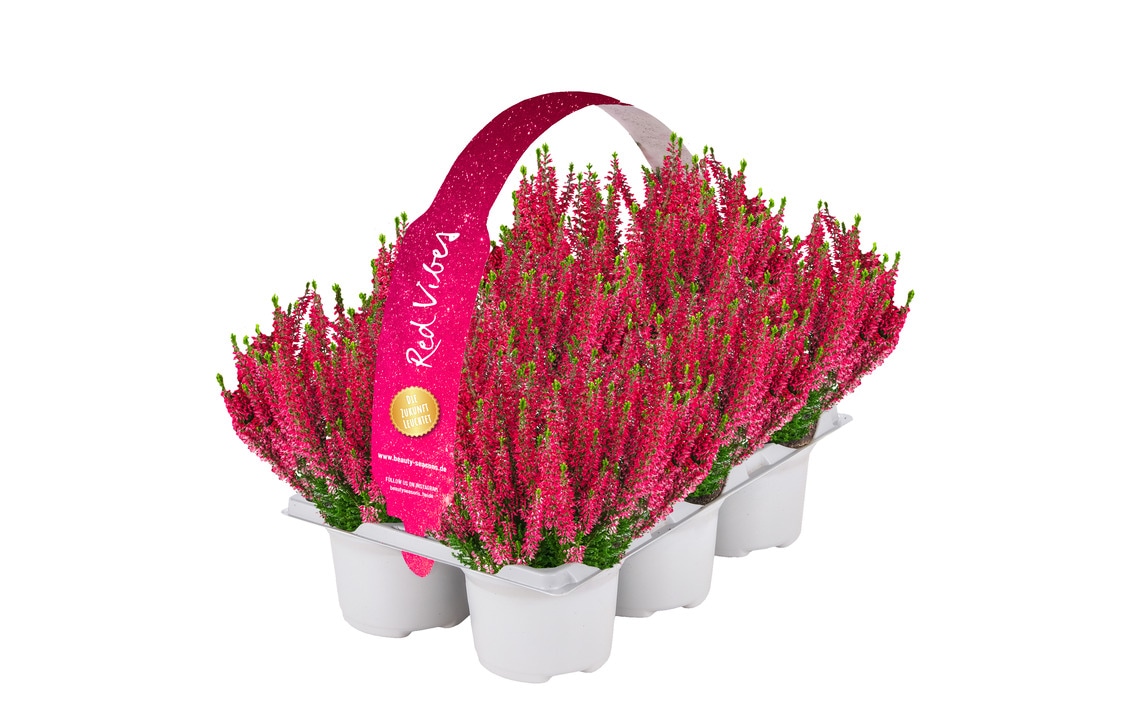 Calluna "Vibes"