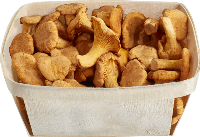 Ab Donnerstag erhältlich: Pfifferlinge frisch