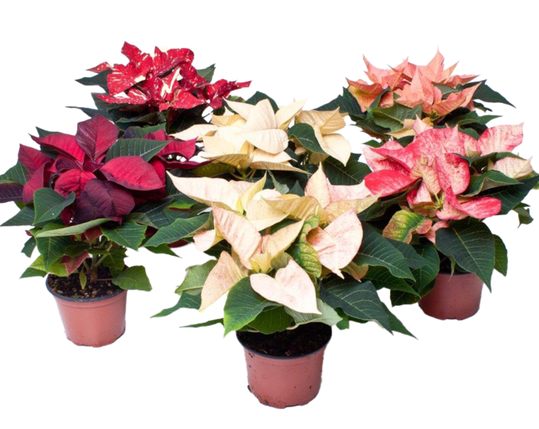 Weihnachtsstern oder Amaryllis