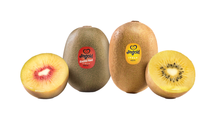 Jingold Kiwi Gold oder Rot Jumbo