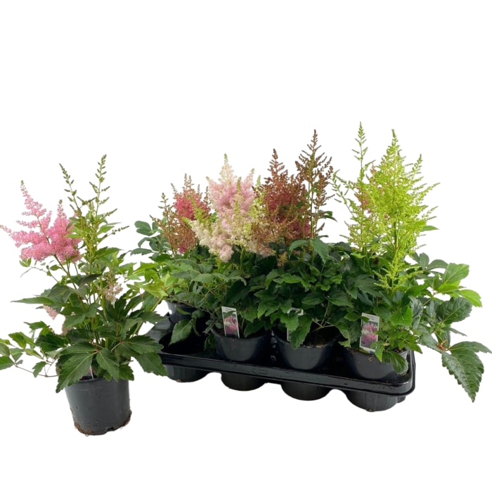 Astilbe