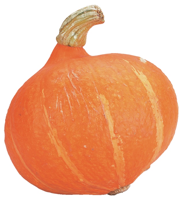 Bio-Speisekürbis „Hokkaido“