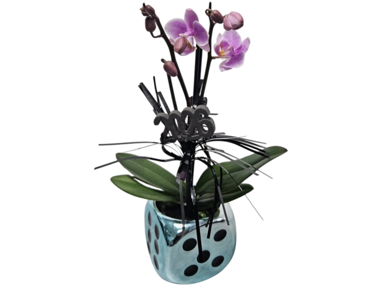 Orchidee oder Silvesterstrauß