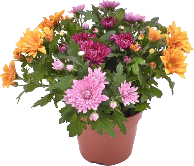 Chrysanthemen XL