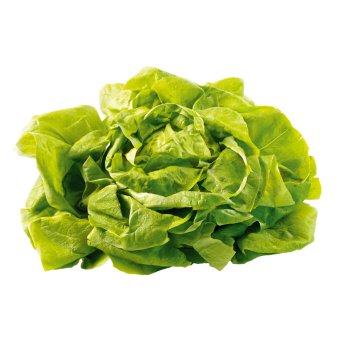 Belgien - Kopfsalat