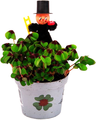 Glücksklee oder Glücksprimel