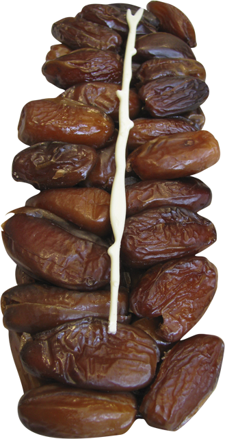 Datteln  Deglet Nour mit Stein 