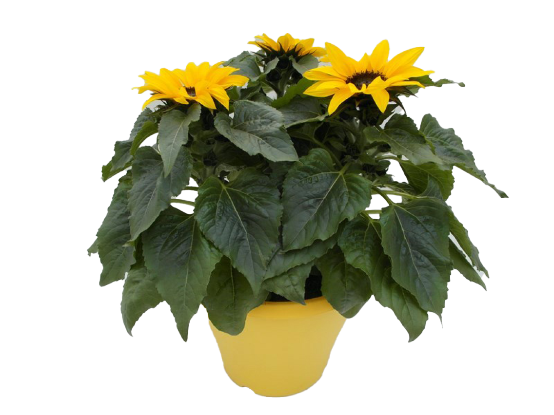 Chrysanthemenbusch oder Sonnenblumen
