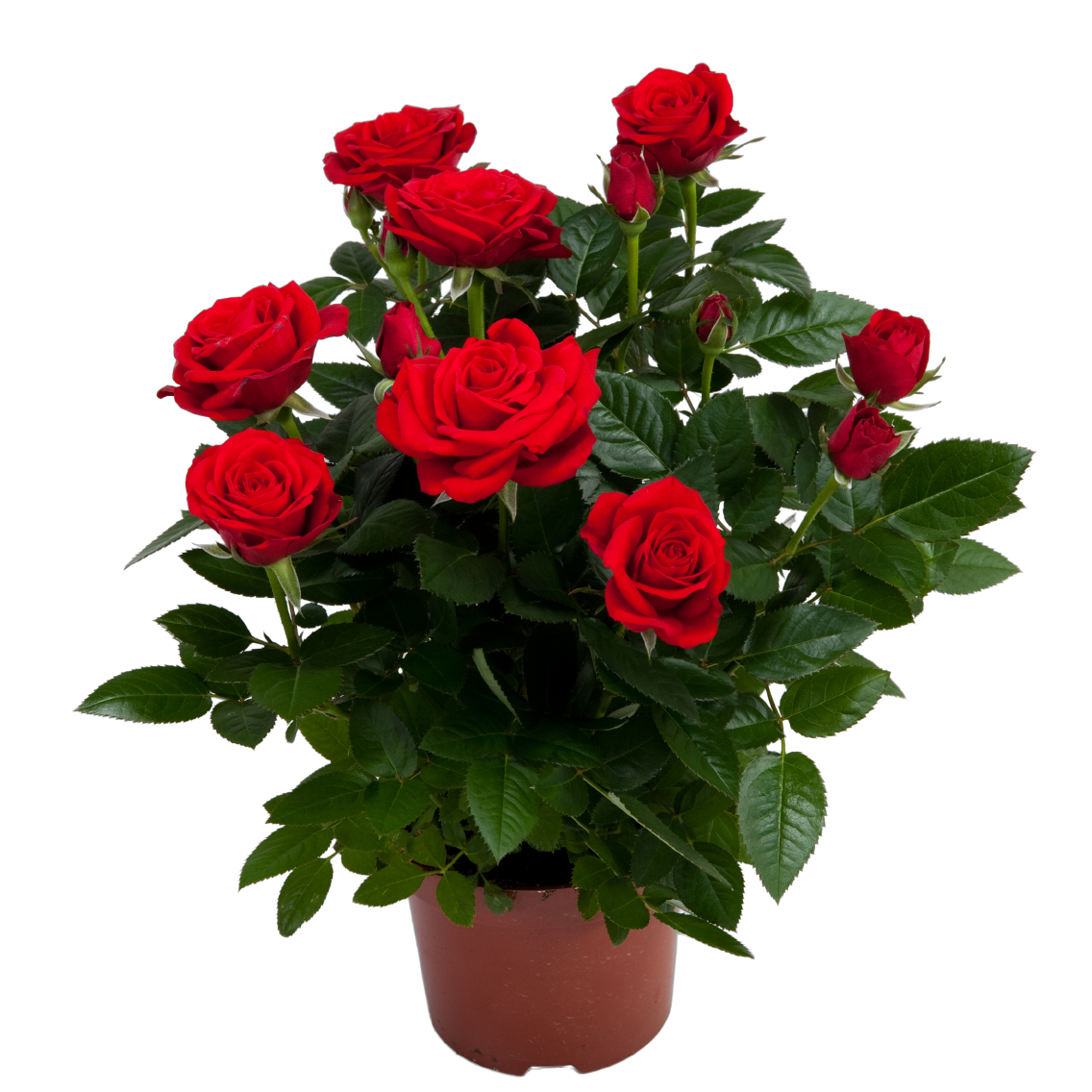 Topfrose in Herztüte