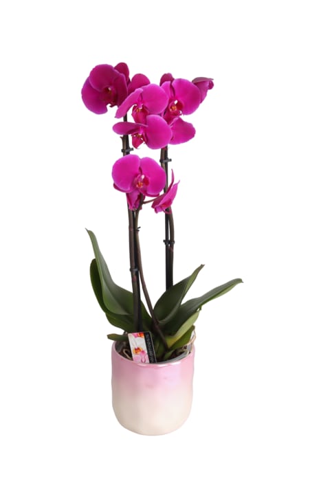 Orchidee Multiflora