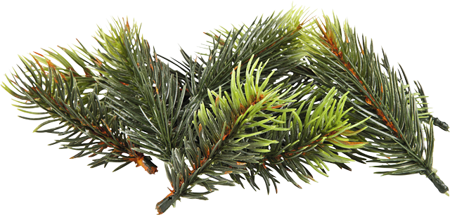 Dekozweige Tanne
