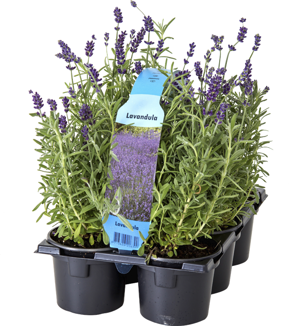 ¹Echter Lavendel Angustifolia
