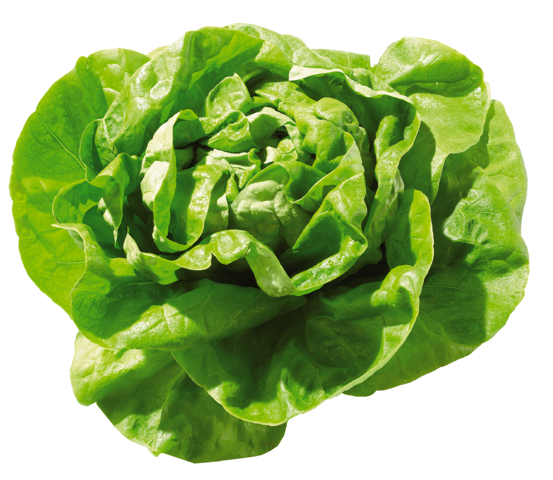 Ballensalat Kopfsalat oder EDEKA Herzstücke Ballensalat Mix