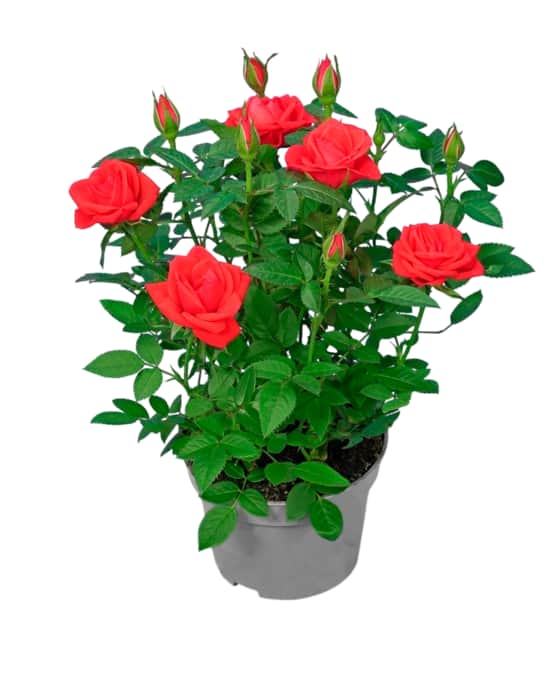 Topfrose in verschiedenen Farben oder Calluna
