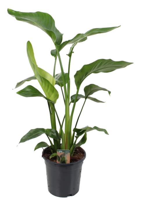 Strelitzie „Nicolai“