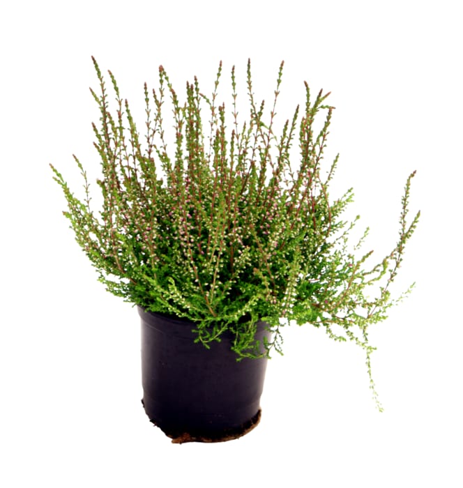 Mini-Herbstpflanzen