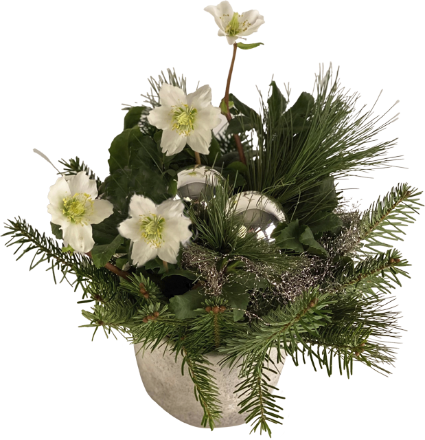 Christrosen im Betontopf