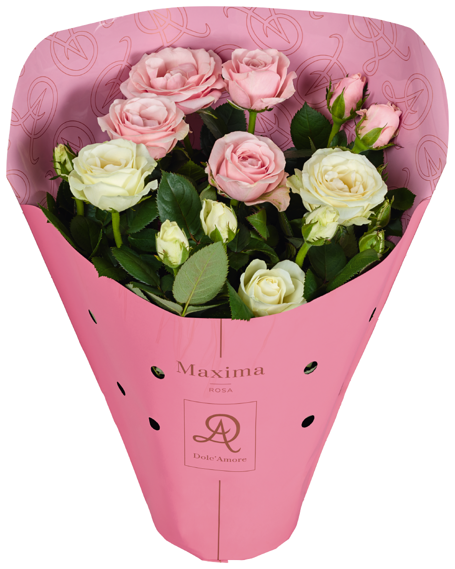 Topfrosen Dolce Amore oder oder EDEKA Herzstücke 7er Rosen
