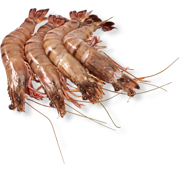 ¹Seawater Black Tiger Garnelen 8/12er – ca. 40 g 