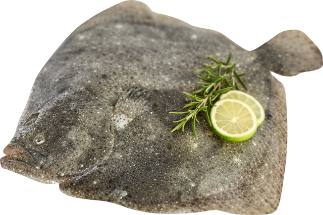 Ab Mittwoch erhältlich: Frischer Steinbutt