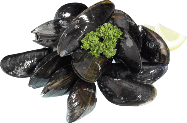 Frische Premium Nordsee Muschel 