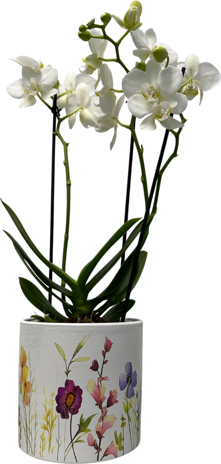 Schmetterlingsorchidee in Keramik