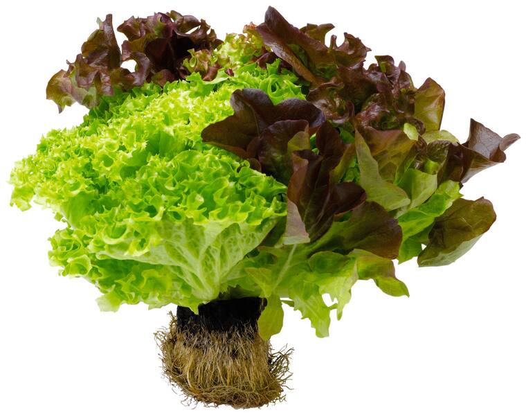 EDEKA Heimatliebe Fränkisches Salatrio