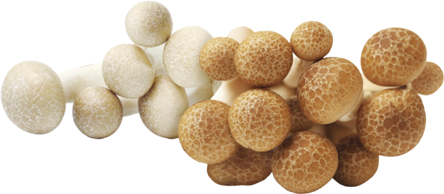 Buchenpilz weiß oder braun 