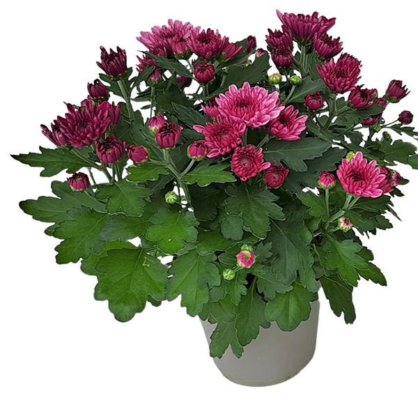 EDEKA Heimatliebe Chrysanthemen Aubisque