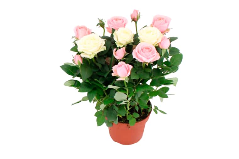 EDEKA Herzstücke Topfrosen