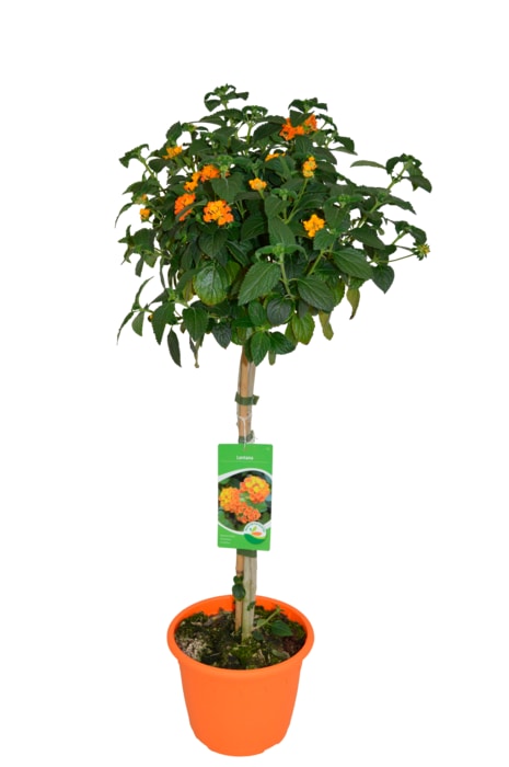 Terrassenstämmchen in verschiedenen Sorten oder Rosenstämmchen